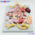 PNT-0826 Life size cat anatomical model